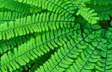 A maidenhair fern in WRIA 16
