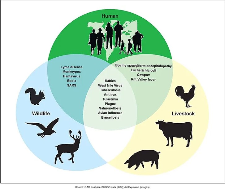 Venn-Diagram of disease transmission from animals.